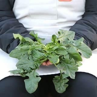 [당일출고] 국내산 남해섬초 500g 1kg 2kg, 1박스