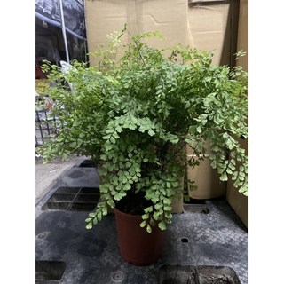 霏霏園藝 鐵線蕨 5-6吋盆栽 室內綠植盆栽 清新空氣 美化環境, 1個