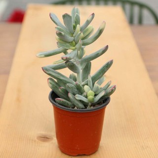 피오그린 농장직송 다육이 30종 전자파차단 공기정화식물 천연가습기, 1개, 20,원조복랑금