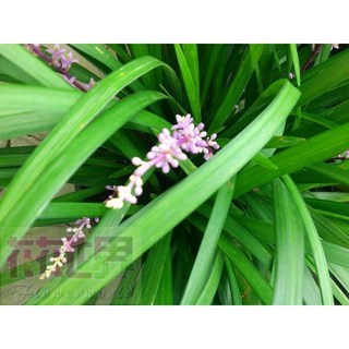 花花世界 草本植物闊葉麥門冬 春蘭 5-6吋盆/高15-20CM, 1個