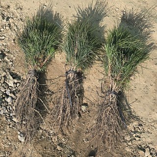 충주원예조경 / 소나무(적송) / 실생2년 / 뿌리묘