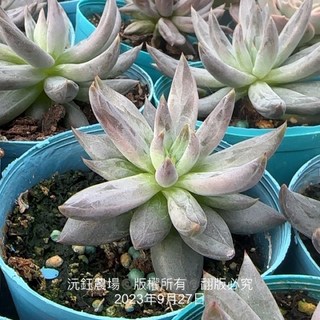 沅鈺農場 多肉植物 魔爪 療癒盆栽 辦公室盆栽 迷你盆栽, 1個