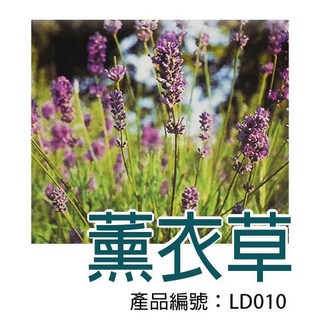 【醬米資材】DIY種子栽種 薰衣草 - 居家盆栽 療癒小物, 1個