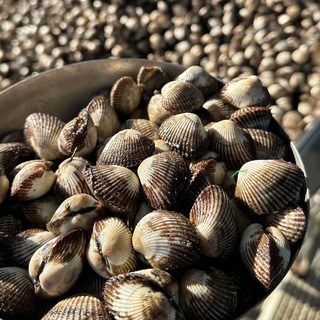 벌교 새꼬막 1kg/ 연한 육질 꼬들꼬들한 식감 청정 벌교갯벌, 1박스, 1kg (대) 80미 내외