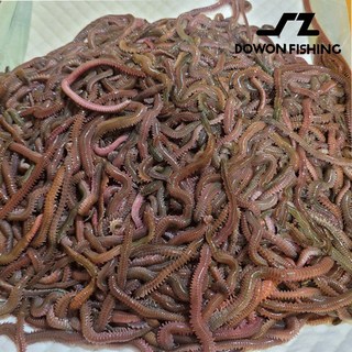 도원피싱 비만통통 갯지렁이 청개비 500g 청갯지렁이 지렁이미끼 우럭 성대 도다리 가자미, 1개