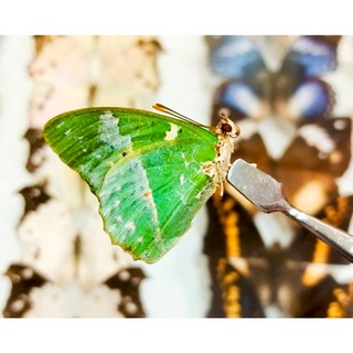 蟲新發現 蝴蝶標本A1 非洲蘋果綠蛺蝶，未展翅乾貨，昆蟲收藏與自然科學教育