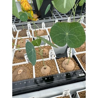 MC多肉園 嚴選進口多肉植物 多款可選 療癒盆栽 辦公室小物, 1個, 圓葉山烏龜2.5-4cm