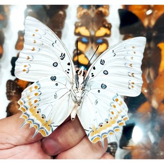 蟲新發現 蝴蝶標本A1 雙尾蛺蝶 未展翅乾貨 DIY昆蟲標本收藏 科學教育