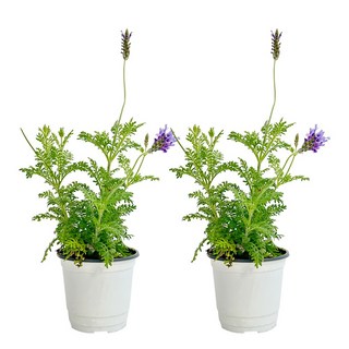 1+1 피나타라벤더 레이스라벤더 공기정화식물 꽃 모종 평일행사, 1개