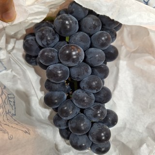 고당도 하우스 캠벨 켐벨포도 3kg 6-12수