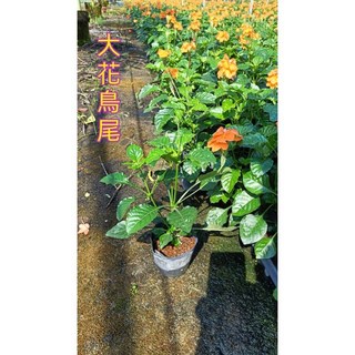 霏霏園藝 大花鳥尾4吋盆栽 (90元) - 庭院陽台觀賞植物, 1個