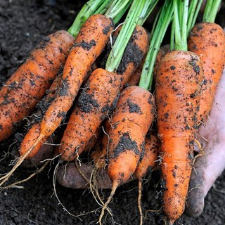 아삭아삭 국내산 산지직송 제철 제주 구좌 햇 흙당근, 1박스, 왕 3kg