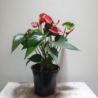 안스리움 레드 특가대박, 1개