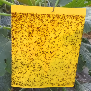 날벌레 퇴치용 해충 박멸 벌레 포획 날파리 포획판 끈끈이 해충 트랩 20P세트, 1세트, 20개입