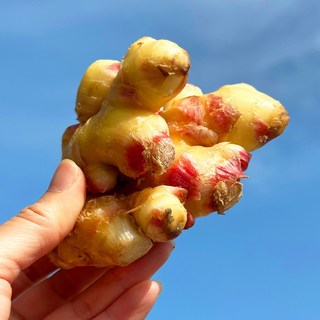 [산지직송] 국내산 경북 햇생강 최상급 프리미엄 흙생강, 1개, 1kg