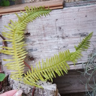 買6送1高山羊角蕨 長白蕨 芒萁 永生花 姬蕨 新娘捧花胸花 進口大地農園 永生夢幻姬蕨葉 碗蕨 蕨葉不凋, 自然綠芒萁(2片)