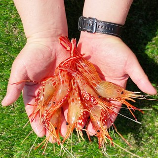 활 생물 급냉 제철 독도새우 꽃새우 닭새우 500g 1kg, 04_독도 꽃새우 1kg, 1개