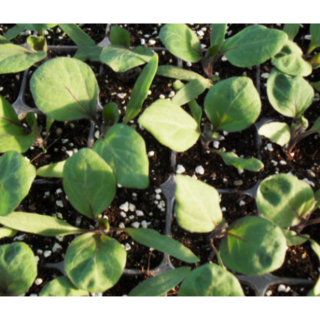 (성실)가지 모종 10개