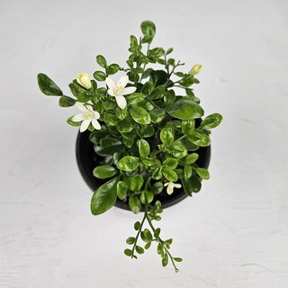 아비가든 오렌지자스민 소형 1+1 향기나는 식물 (화분받침포함), 2개, 그린