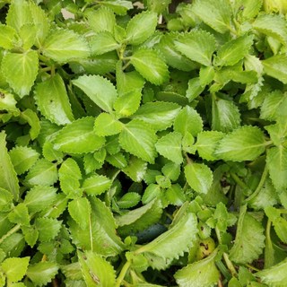 左手香 觀葉植物 - 會開紫色花/無毒栽種/草生栽培/陽台/庭園/香草植物, 1個, 3吋盆