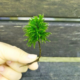 나무이끼 (5촉)/테라리움 비바리움 팔루다리움 DIY재료식물이끼, 5개