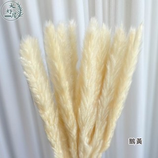 大好屋 天然小蘆葦 乾花束 約15支裝 居家裝飾, 蘆葦【鵝黃】約15支裝