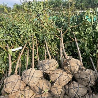 착한가격 나무생각 / (나무)천도복숭아 / 3년생 / 결실주, 1개, 천도복숭아