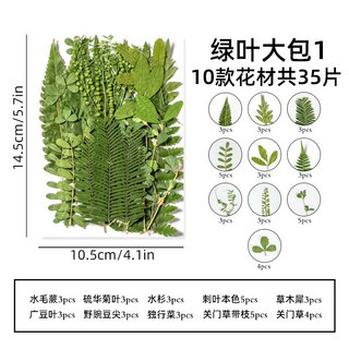 葉子大包系 真花壓花 永生花 綠葉材料包 少女寫真 壁畫 DIY水晶滴膠 乾燥花 植物標本, 綠葉大包1