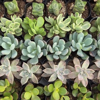 다육이 소품 10cm 모둠 반려식물 다육식물 다육세트, 10개, 기본