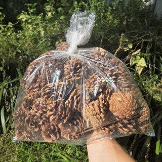 덕인 천연 솔방울 벌크 1kg 불멍 공예 약 50개