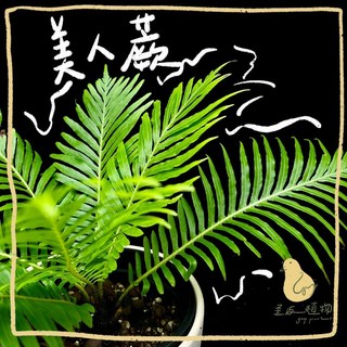 歪皮植物 美人蕨 蕨類 觀葉植物 雨林植物 觀葉入門款 小品植物 居家植物 室內植物 交換禮物 新手植物 辦公室植物, 1個