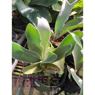 花花世界 蕨類白色戀人鹿角蕨 4吋黑軟盆 高10-20cm, 1個