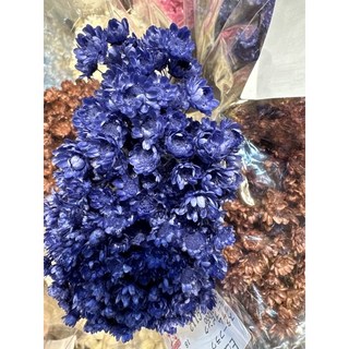 花藝夢*日本進口大地農園乾燥花小星花小雛菊繁星花迷你花束 (散裝一份約20支)，打造浪漫居家風格, 681 莫藍