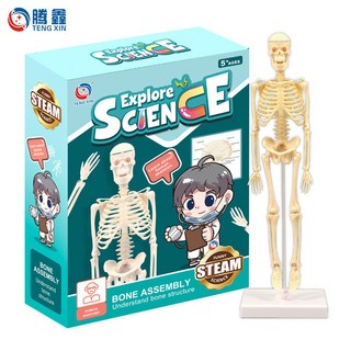 桃園出貨 跨境人體骨骼模型敎具仿真關節活動醫學敎具全身骨架益智早敎 2, 1個, 彩盒裝（送說明書）