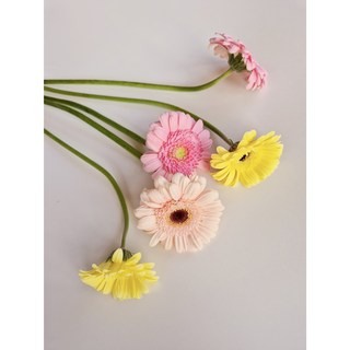 거베라 절화 색상랜덤 오래가는 생화 양재꽃시장 택배 배달 복홈, 랜덤색상, 1개, 10송이