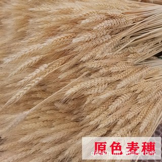 特價秒殺 金黃色天然麥繐幹花束 開業大麥花籃裝飾道具 仿真麥穗花藝佈置 開幕送禮首選 質感居家擺飾, 1個, 原色麥繐一百支/束