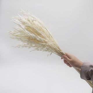 特價秒殺 白色幹花真花花束 奶油色調滿天星 兔尾巴草 八角花 小鄒菊 羅丹鳥 乾燥花束 居家裝飾 送禮首選 文青風格, 米白色30支燕麥 （高40cm）