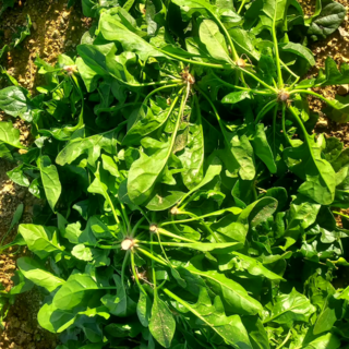 루트팜 국내산 시금치 노지 시금치, 1개, 1kg