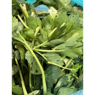 [봄향기 가득] 햇 봄나물 방풍나물, 1박스, 500g