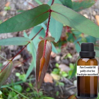 玫瑰尤加利 純精油 paddys river box pure essential oil, 1個, 500ml