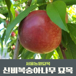 서울농원묘목/신비(천도) 복숭아나무 3년생(대) 결실주 분묘, 1개
