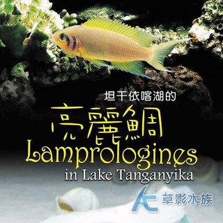 【AC草影】坦干依喀湖亮麗鯛書籍【一本】, 1個