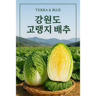 강원도고랭지 TERRA & BLUE 절임배추, 1박스, 10kg