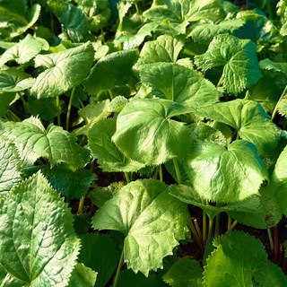 [산지직송] 강원도 생곰취 곰취나물 오늘수확 당일발송 | 리아너스, 1개, 500g