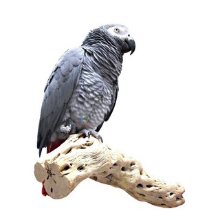 金瑞成鳥園 仙人掌棲木 美國帕麗 - 適用各種鳥種，具覓食、玩樂、休憩功能, 1個, 小尺寸