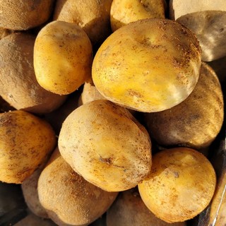 포슬포슬 국내산 산지직송 제철 햇 두백감자, 1박스, 왕특 2kg