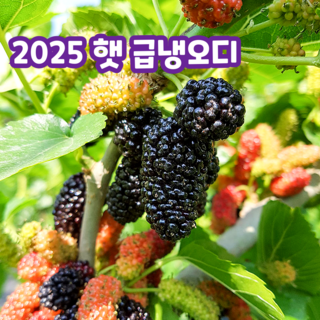 국산 고창 냉동 오디, 1kg, 1개, 급냉오디_특품