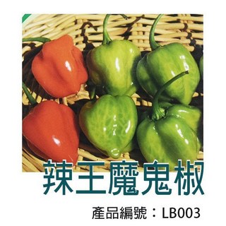 醬米資材 DIY種子栽種 辣王魔鬼椒 - 家庭園藝盆栽組