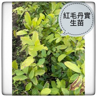 正宗馬來西亞紅毛丹實生苗 果樹苗 盆栽果樹 熱帶水果苗 家庭種植 易栽培, 50個, 綠色