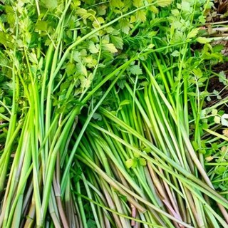 [봄 한정]신선수확 돌미나리 산지직송, 1개, 1kg